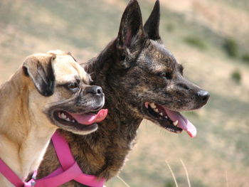 Close-up of a dog