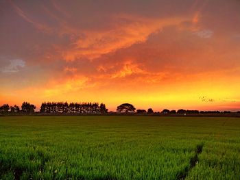 Scenic view of field against sky during sunset