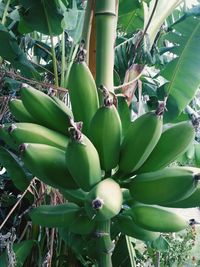 Close-up of fruit growing on tree