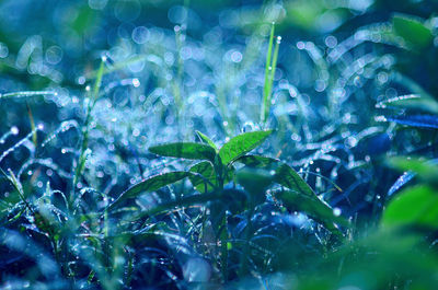 Full frame shot of raindrops on plants