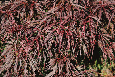 Close-up of dry leaves on tree