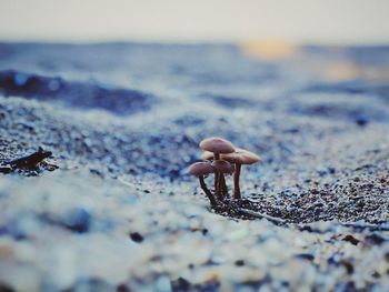 Close-up of mushroom on beach