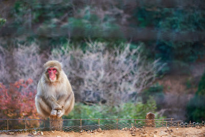 Portrait of relaxing sitting outdoors