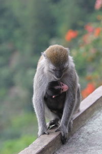 Close-up of monkey