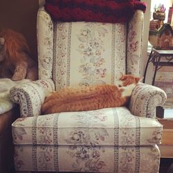 Close-up of cat on bed