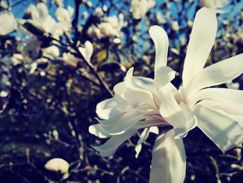 Close-up of flowers blooming outdoors