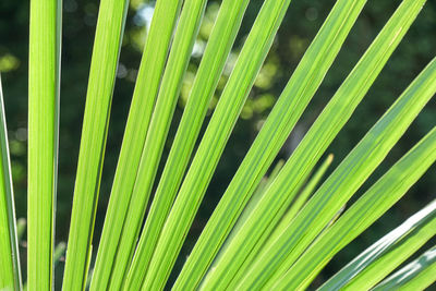 Green leaf graphic texture