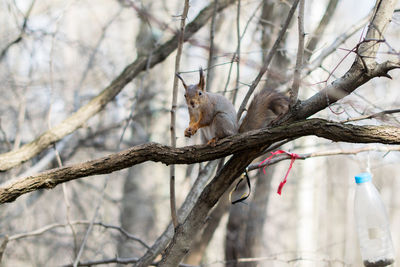 Squirrel on tree branch during winter