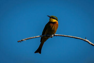 Little bee-eater on dead branch turning head