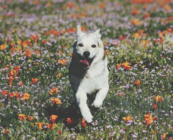 Portrait of dog on field