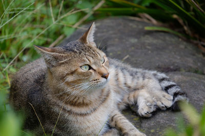 Close-up of cat on grass
