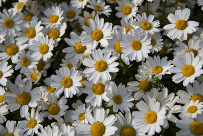 Close-up of daisies