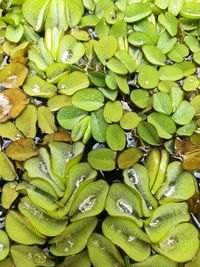 Full frame shot of wet leaves