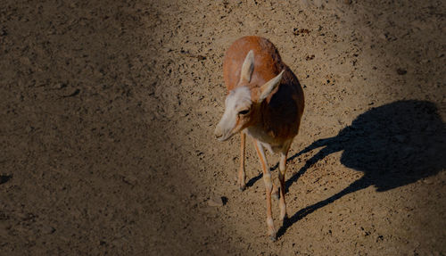High angle view of bird on land