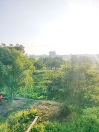Trees on field against clear sky
