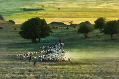 Flock of sheep on grassy field