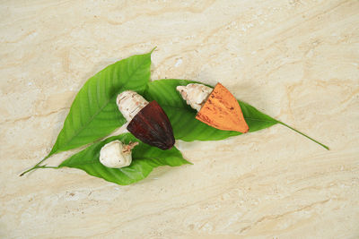 High angle view of leaves on table