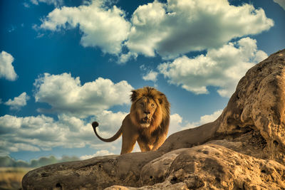 Low angle view of lion sitting on rock against sky