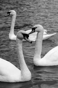 Birds in calm water