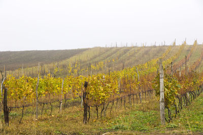 Scenic view of vineyard against clear sky