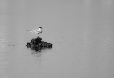 Bird in a lake