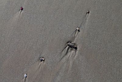 High angle view of footprints on sand at beach