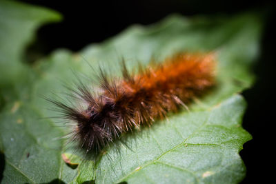 Close-up of caterpillar on plant