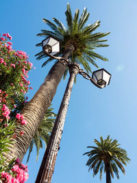 Low angle view of palm tree against clear sky