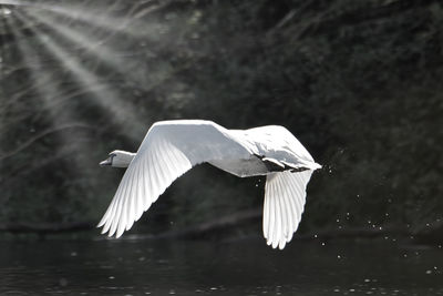 Swan flying over the lake