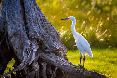 Bird perching on a tree