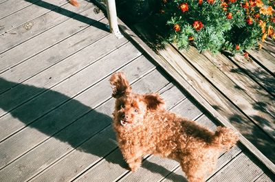 High angle view of dog on wood