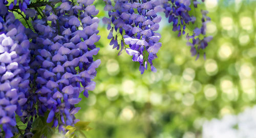 Close-up of purple flowering plants