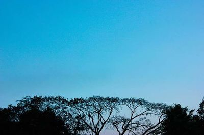 Low angle view of trees against blue sky