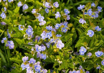 Close-up of purple flowering plants in park