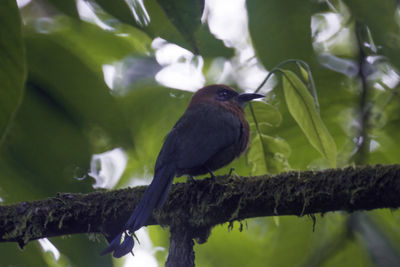 Bird perching on a tree