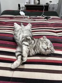 Cat sleeping on bed