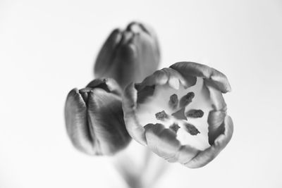 Close-up of flower over white background