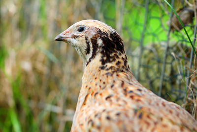 Portrait of a laying quail in green grass