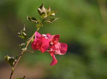 Close-up of pink flowering plant