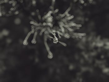 Close-up of frozen plant