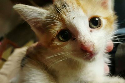 Close-up portrait of cat at home