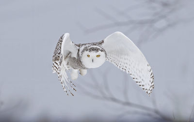 Close-up of white bird flying