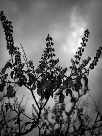 Low angle view of flowering plant against sky