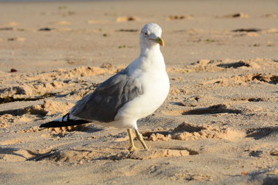 Close-up of seagull perching on sand at beach