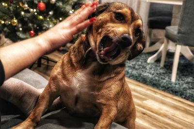 Midsection of person with dog sitting on floor