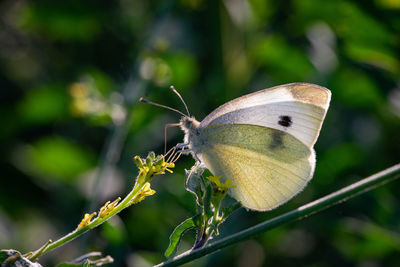 Close-up of butterfly pollinating on flower