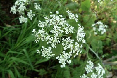 Close-up of white flowers