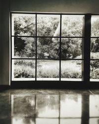 Reflection of trees on glass window