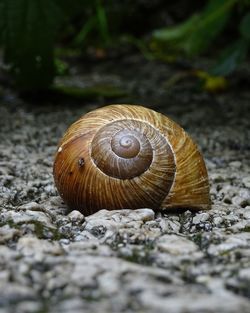 Close-up of snail on rock