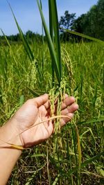 Close-up of hand holding corn field